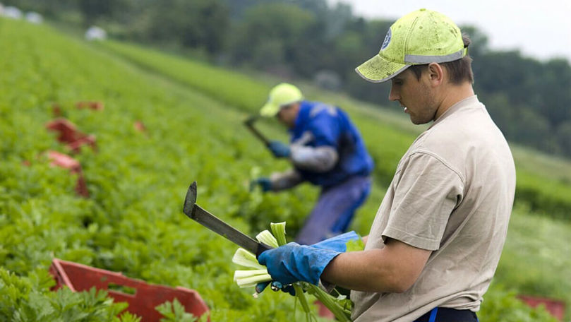 IGM instruiește agricultorii privind angajarea lucrătorilor sezonieri