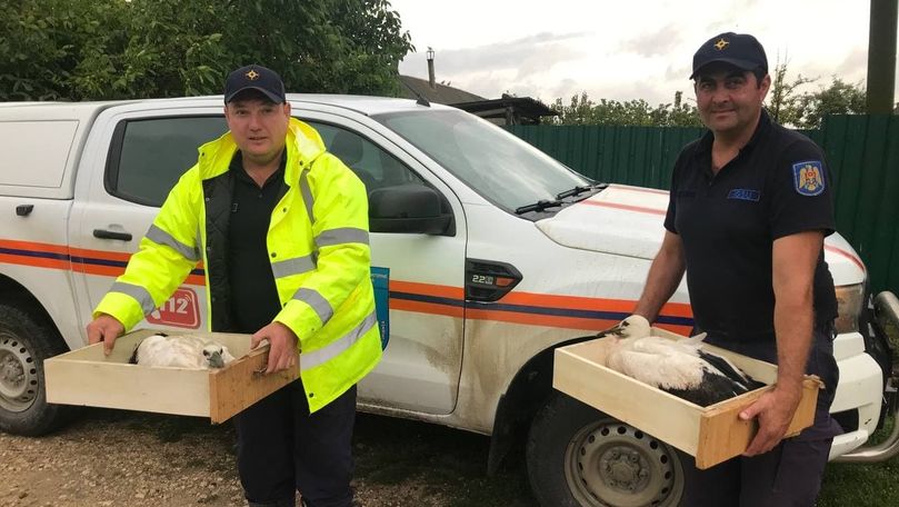 Cocostârci doborâți de vânt din cuib, salvați de pompieri la Căușeni