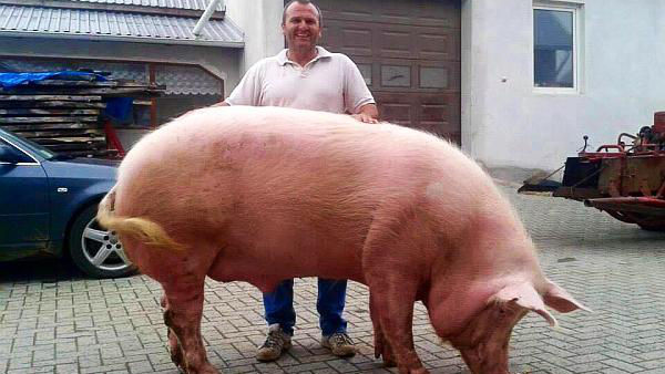 Un român din Suceava a crescut un porc de peste 500 kg: Cu ce l-a hrănit
