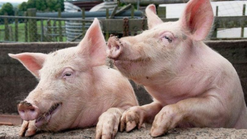 Măsuri pentru prevenirea răspândirii pestei porcine, aprobate la guvern