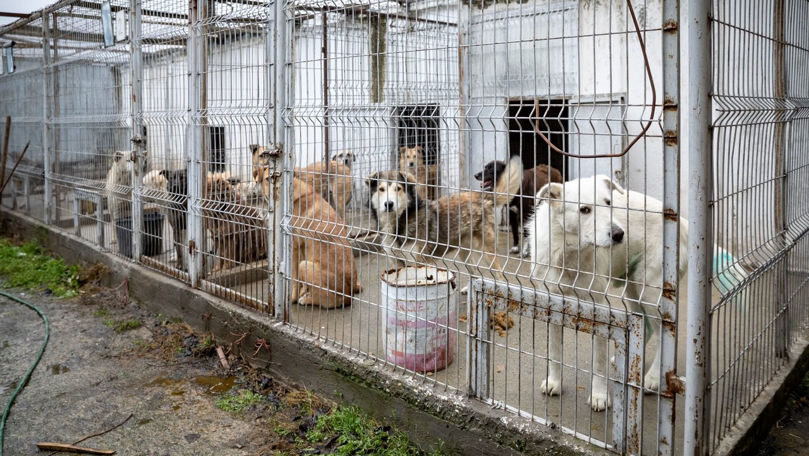 O nouă lege pentru protecția animalelor de companie a fost adoptată