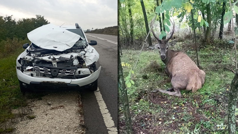 Cerbul implicat într-un accident la Călărași a decedat din cauza rănilor