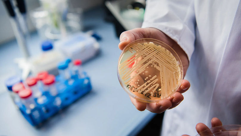 O infecție fungică mortală se răspândește în spitalele din Europa