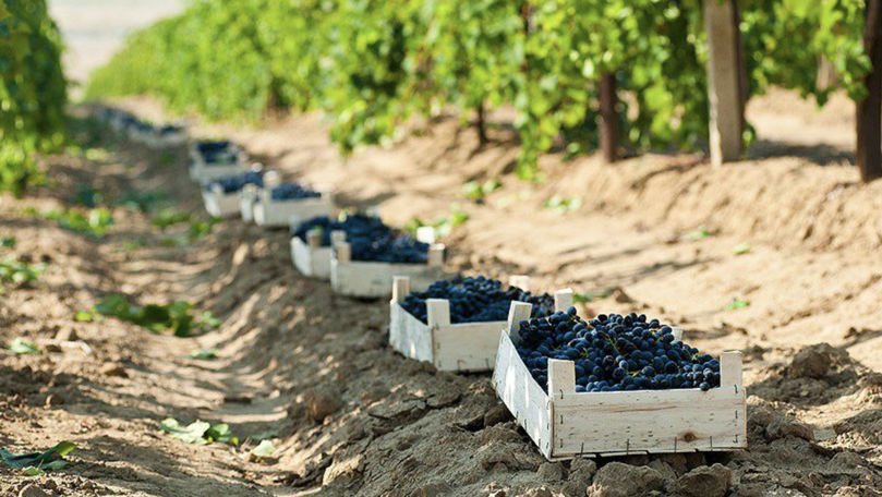 Экспорт молдавской сельхозпродукции в ЕC увеличился почти в 6 раз.