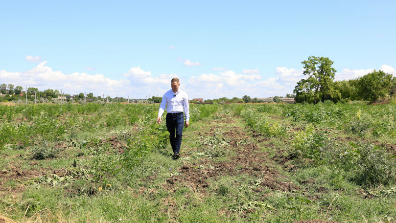 O pădure de nouă hectare prinde viață la Cania: Primele imagini