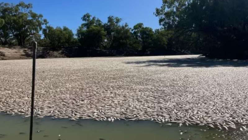 Australia: Milioane de peşti morţi plutesc pe un fluviu