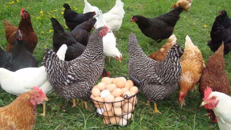 O regiune ucraineană interzice importul de carne și ouă din Moldova
