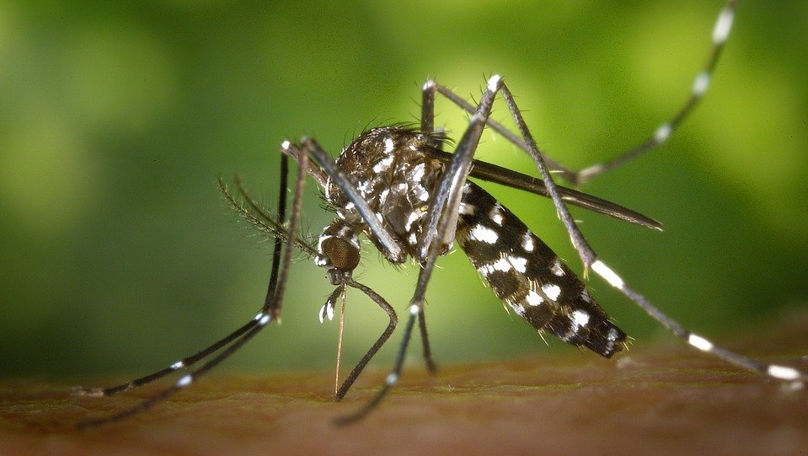 Moldoveanul infectat cu West Nile avea simptome de răceală