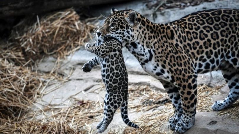 Sfârșit tragic pentru primul pui de jaguar conceput artificial