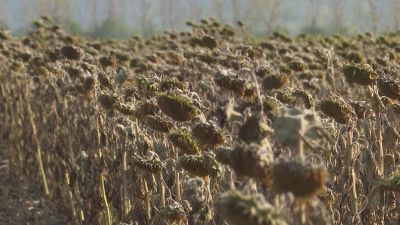 Culturile agricole din Căușeni, distruse de secetă: Fermierii cer ajutor