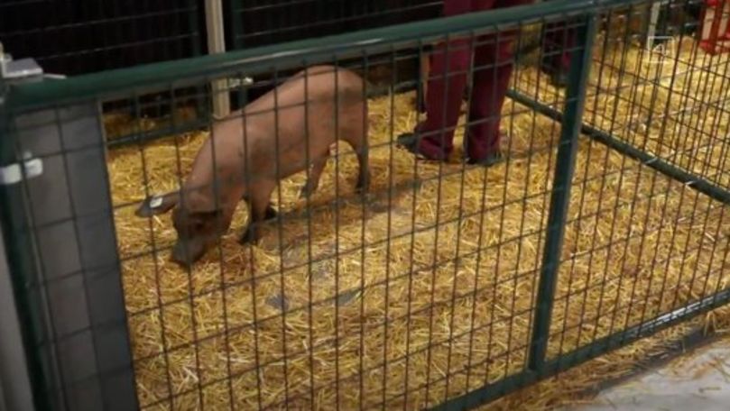 Primul porc cu un cip implantat în creier, prezentat de Elon Musk