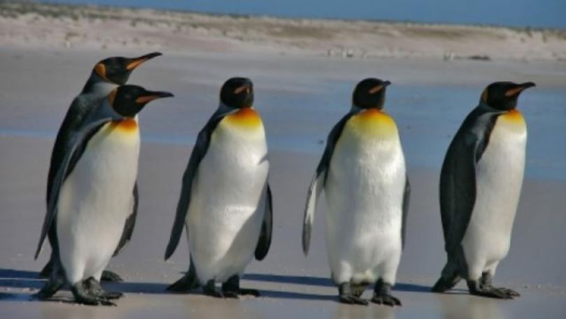 Pinguinii din Antarctica, afectați de topirea precoce a gheţii