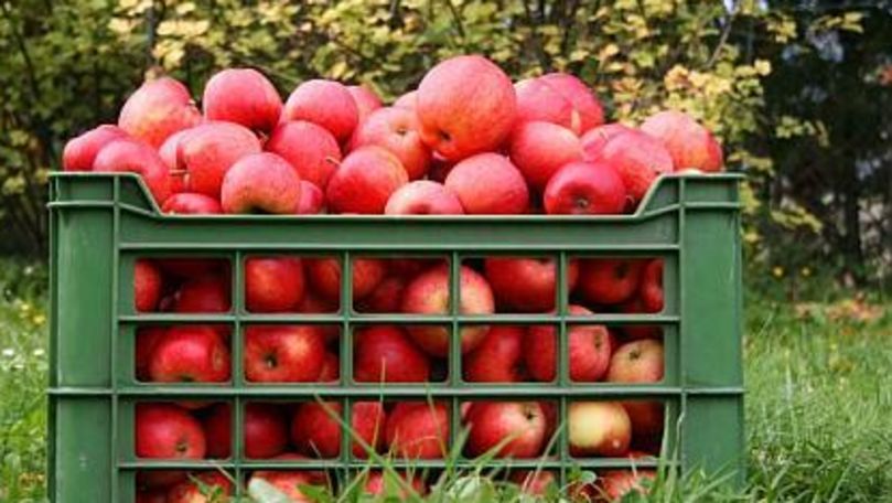 Câte tone de fructe a exportat Moldova peste hotare în acest an