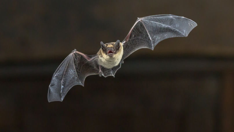 Un australian a murit, mușcat de un liliac: S-a infectat cu un virus rar