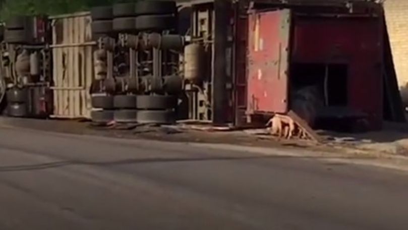 Accident în Rusia. Un camion încărcat cu 200 de porci s-a răsturnat