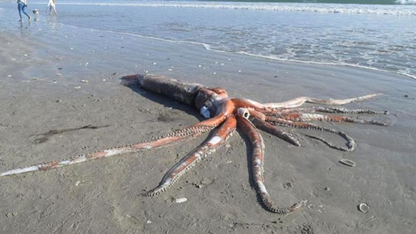Un superb calamar a eșuat pe o plajă: Arăta ca un animal preistoric