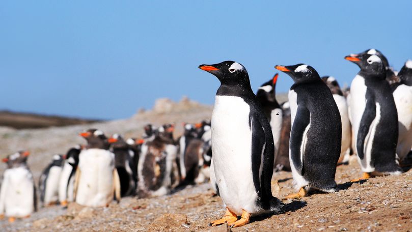 Doi pinguini amatori de sushi, reținuți de poliție