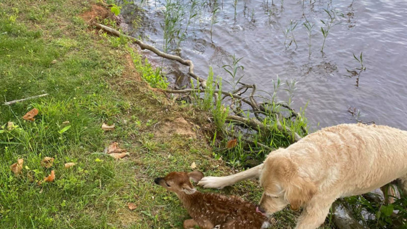 Imagini emoționante: Un labrador a salvat de la înec un pui de căprioară