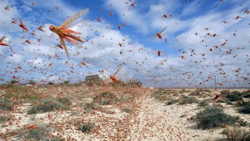 Italia: Invazie de lăcuste, peste 2.500 de hectare de pășuni, distruse