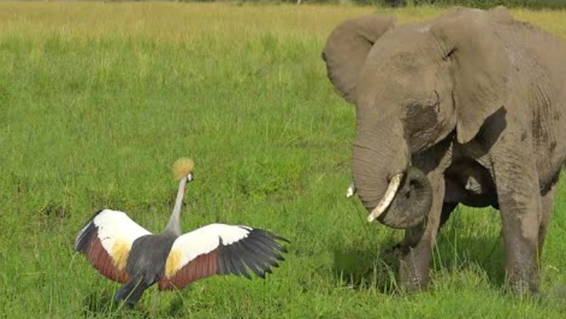 O pasăre își apără neînfricată puiul în fața unei turme de elefanți