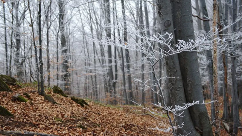 Pădurea de Argint din România și fenomenele ei paranormale