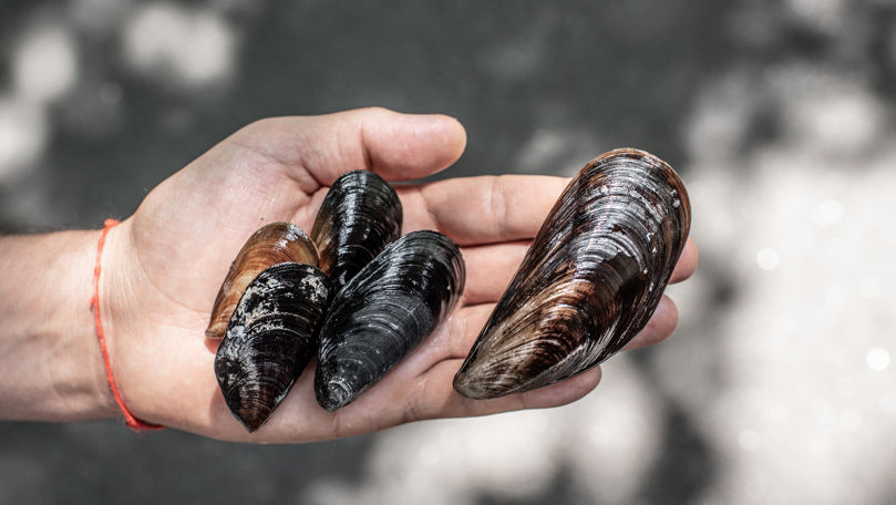 Мидии могут исчезнуть в Средиземном море к 2050 году.