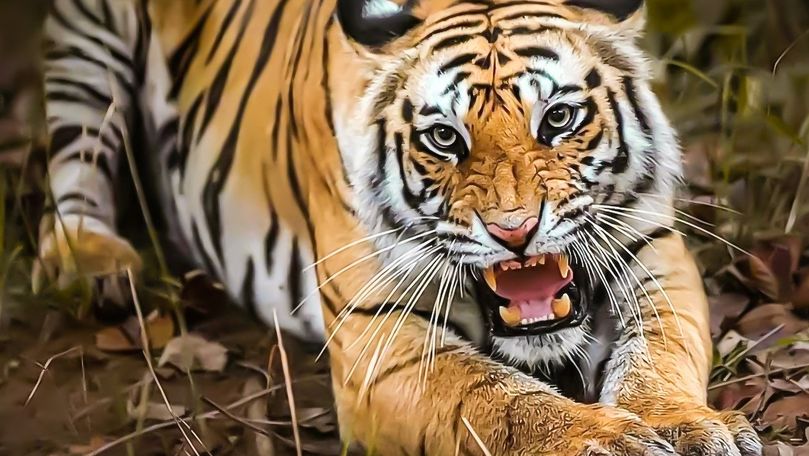 Precizări de la Zoo Chișinău după ce un tigru l-a atacat pe îngrijitor