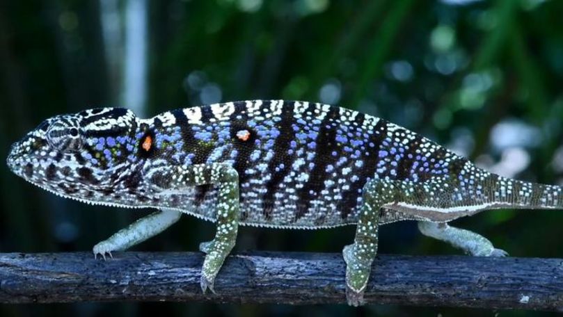 Eluzivul cameleon care trăiește doar în timpul anotimpului ploios
