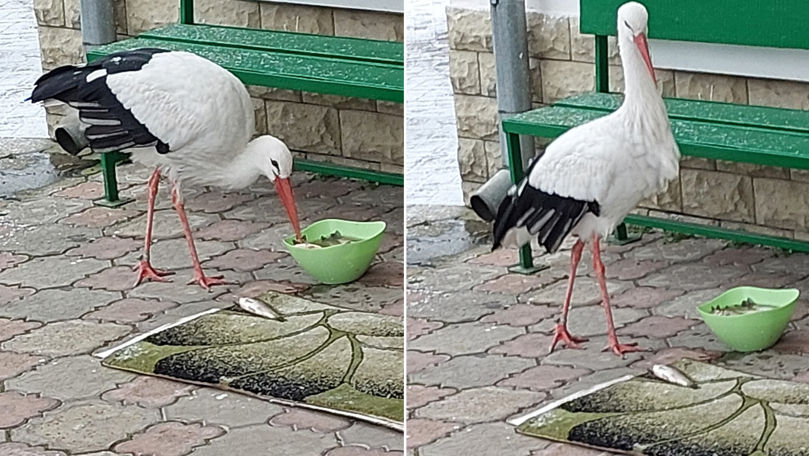 Un cocostârc a rămas să ierneze pe teritoriul unei biserici din Chișinău