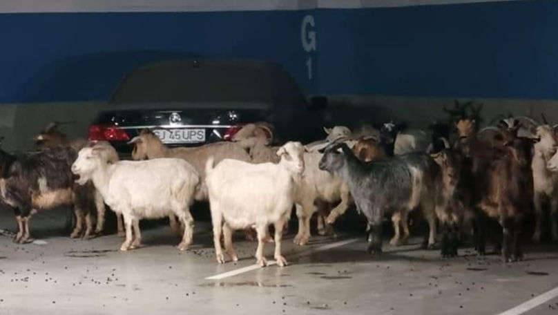 România: O turmă de capre a ajuns în parcarea subterană a unui mall