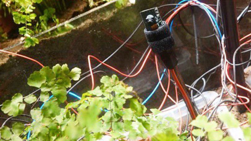 Experiment: Prima plantă din lume care încearcă să-și facă un selfie