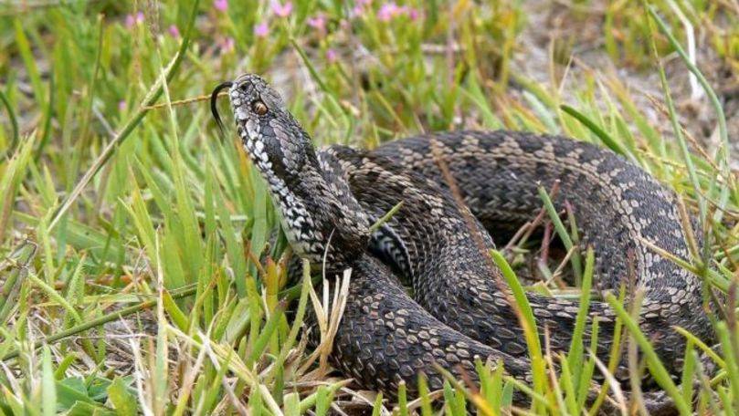 Locul din România în care îți poate ieși în cale vipera de stepă