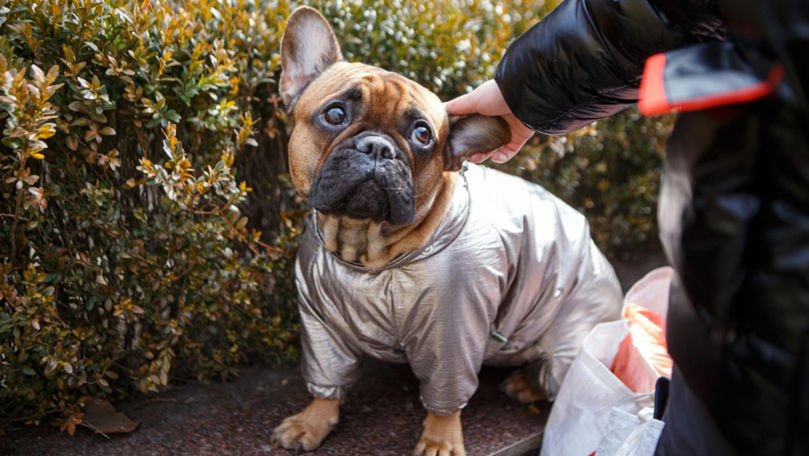 Bulldog-ul francez, de cel mai îndrăgit câine din SUA