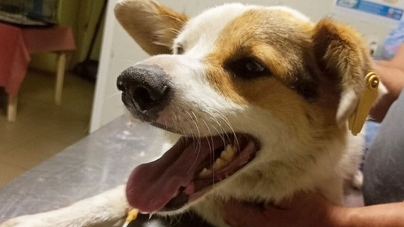 Зарегистрирован первый случай заражения собаки оспой обезьян от человека.