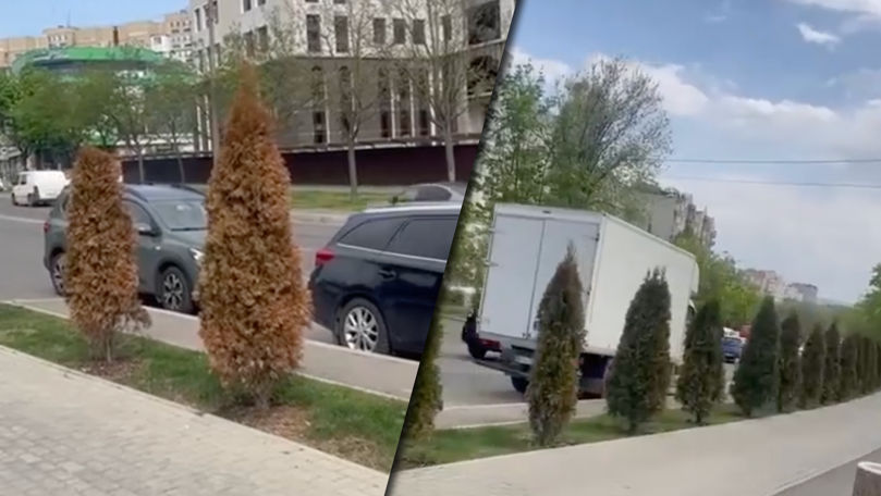 Ciocana: Cel puțin zece arbori de tuia ar fi fost otrăviți intenționat