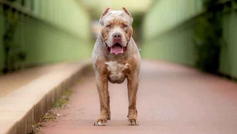 Regatul Unit ar putea interzice câinii din rasa American Bully XL