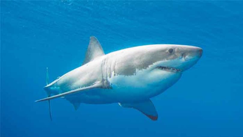 Un rechin sufocat de plastic a fost salvat de un grup de turiști