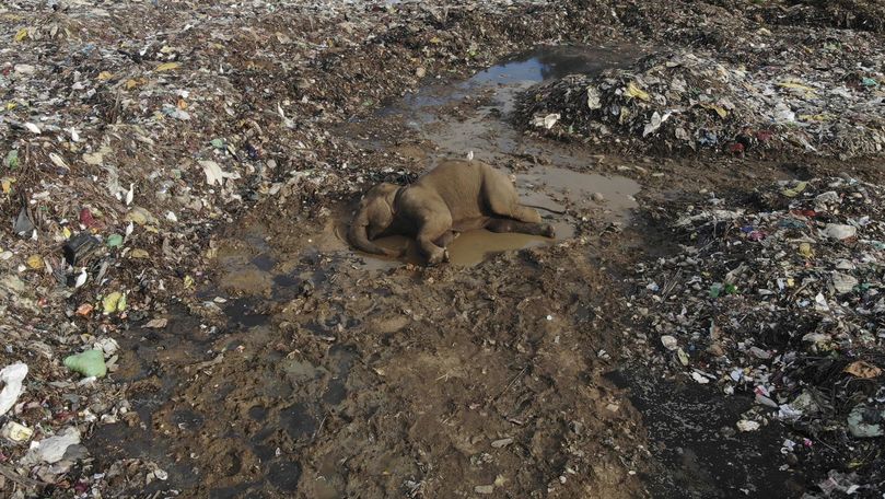 Doi elefanți, găsiți morți într-o groapă de gunoi din Sri Lanka