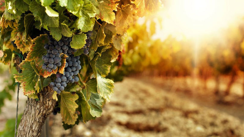 An promițător pentru viticultori: Recolta ar putea fi una bună