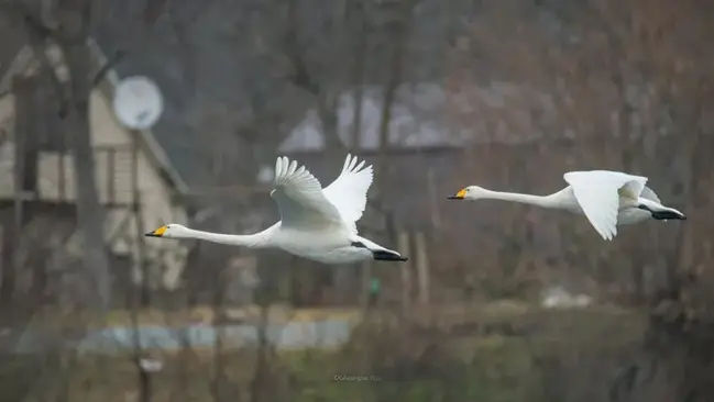 Lebede, pescăruși sau limicole, suprinse pe lacurile din Moldova