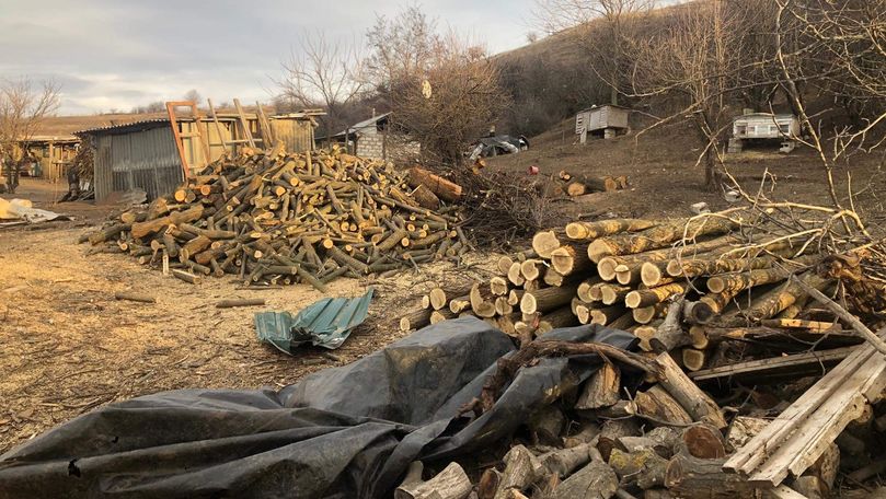Peste 270 de arbori de salcâm, tăiați ilicit la Ialoveni