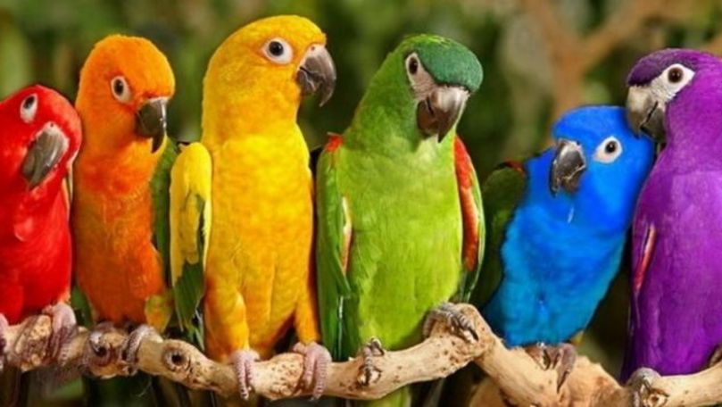 Contrabandă cu papagali: 148 de păsări, reținute de vameși