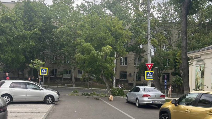 Vânt puternic în Capitală: Un copac s-a prăbușit chiar pe carosabil