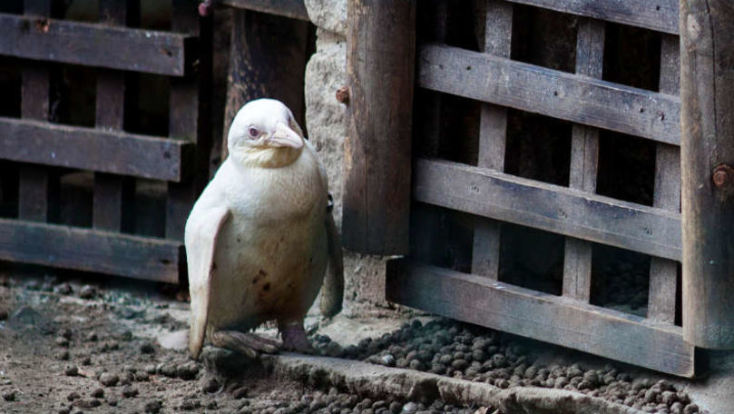 Un pinguin alb, prezentat publicului la o grădină zoologică din Polonia