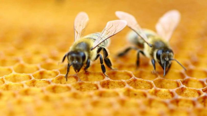 O femeie a trăit aproape un an de zile cu 60.000 de albine în tavan