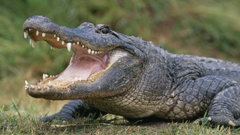 Un aligator, filmat cum își face apariția într-un parc aglomerat