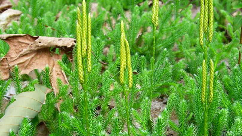 Ученые выяснили, каким образом растения выжили в «аду» после крупнейшего массового вымирания.