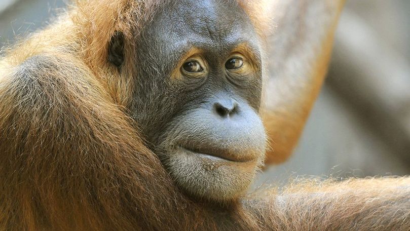 Maimuţele din Africa se vor confrunta cu o pierdere a habitatului