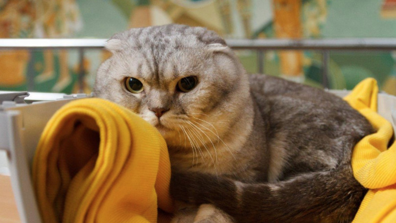 Pisicile se tem foarte mult de bubuituri: Cum pot fi calmate