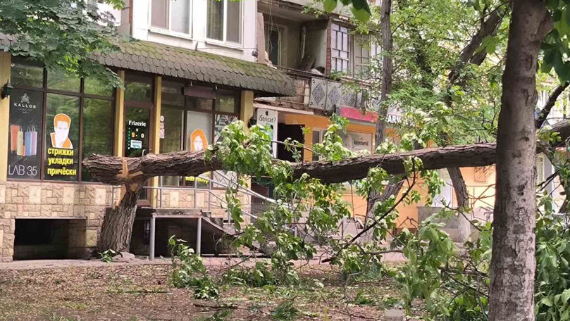 Vântul puternic din Capitală a doborât mai mulți arbori la pământ